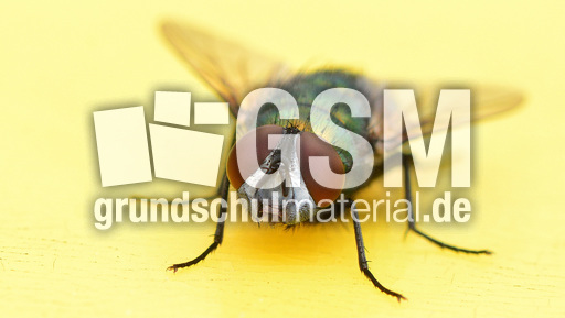 Schmeißfliege (17).jpg